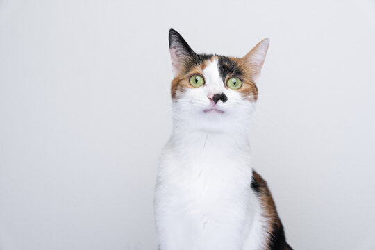 portrait of calico cat looking irritated or surprised on white background