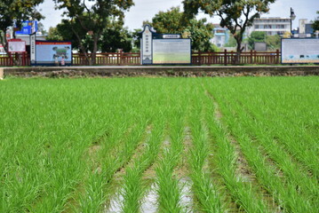 Fototapeta na wymiar Rice seedlings planted in spring. Paddy fields in Shangyuan Rice Field Park, Chashan, Dongguan, Guangdong, China.