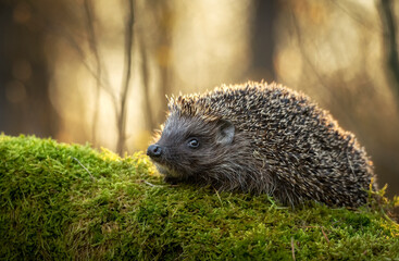 Cute hedgehog in autumn forest - obrazy, fototapety, plakaty