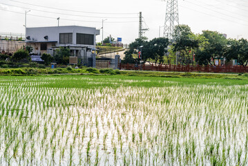 Rice seedlings planted in spring. Paddy fields in Shangyuan Rice Field Park, Chashan, Dongguan, Guangdong, China.

