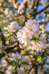 Apple tree blossoms and buds  in the morning sunlight in spring