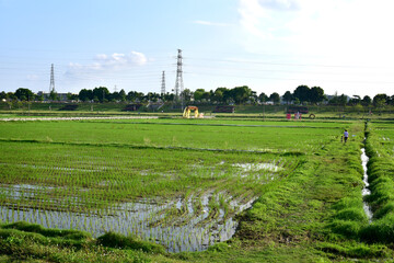 Naklejka premium Rice seedlings planted in spring. Paddy fields in Shangyuan Rice Field Park, Chashan, Dongguan, Guangdong, China.