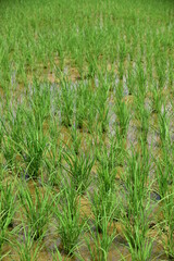 Seedlings planted in spring. Paddy fields in Shangyuan Rice Field Park, Chashan, Dongguan, Guangdong, China.















