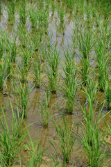 Seedlings planted in spring. Paddy fields in Shangyuan Rice Field Park, Chashan, Dongguan, Guangdong, China.















