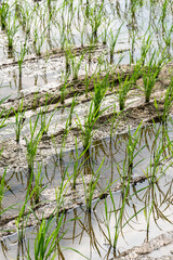 Seedlings planted in spring. Paddy fields in Shangyuan Rice Field Park, Chashan, Dongguan, Guangdong, China.























