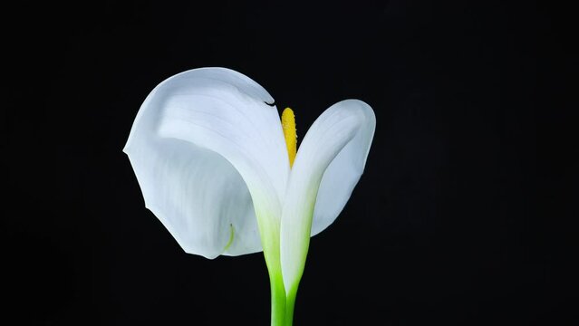 Narcissus. Blooming of beautiful white and yellow flowers on black background, Daffodil. 