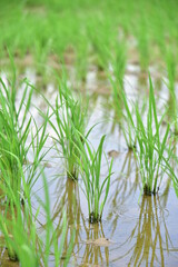 Obraz premium Seedlings planted in spring. Paddy fields in Shangyuan Rice Field Park, Chashan, Dongguan, Guangdong, China.