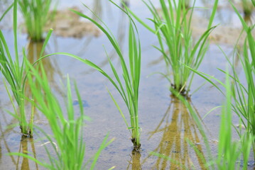 Seedlings planted in spring. Paddy fields in Shangyuan Rice Field Park, Chashan, Dongguan, Guangdong, China.