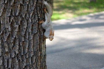 Squirrel running down the trunk in the park