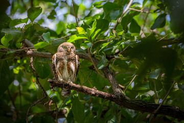 A Jungle Owlet on a tree branch. Taken image in park in Thailand.