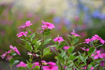 Madagascar Periwinkle, ornamental and medicinal plant. Natural background with pink flower. - obrazy, fototapety, plakaty