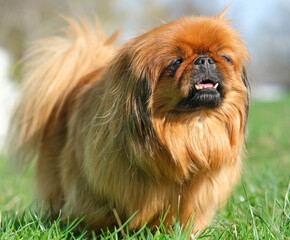 Dog breed Pekingese on a green grass. Shaggy elderly Pekingese red color.