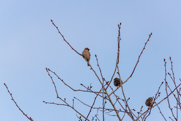 Birds on the branches, spring joy.
