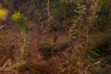 Obraz na płótnie Canvas Coontail ceratophyllum demersum a common aquatic plant found in Michigan lakes