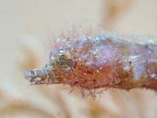 Pygmy Pipehorse (Acentronura breviperula)