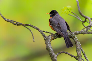 An American robin perched on a tree branch with blurred bright green grass background. Wildlife scene. songbird. springtime.