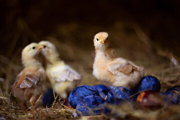Easter chicken and eggs
