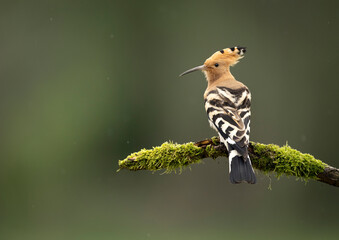 Eurasian hoopoe bird close up ( Upupa epops ) © Piotr Krzeslak