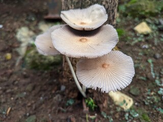 mushrooms in the woods