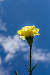 Primavera