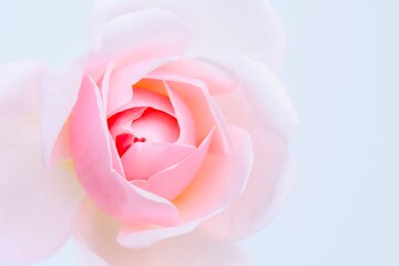 Fototapeta na wymiar pink rose isolated on white background