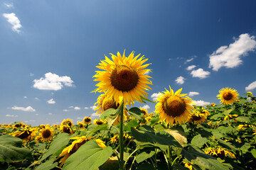 Blooming sunflowers, against the background of the field