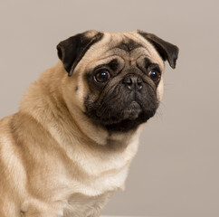 
pug with smart eyes looks with different emotions close-up portrait