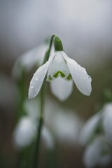 snowdrop flower in Rain
