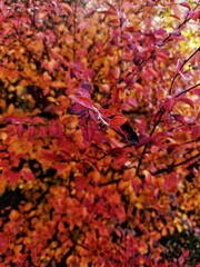 red maple leaves