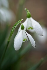 Obraz premium snowdrop flower in spring