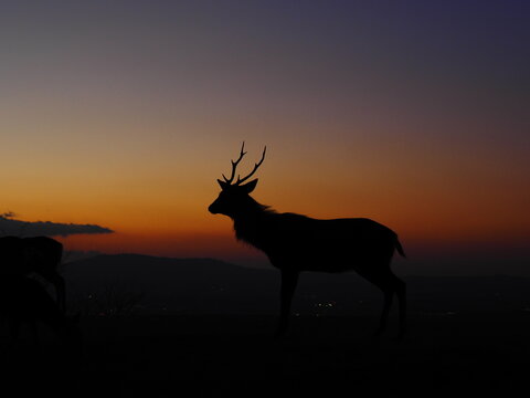 奈良県若草山の夕焼けと鹿　グラデーション空