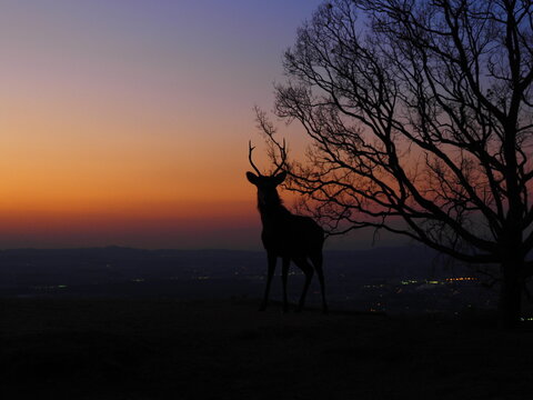 奈良県若草山の夕焼けと鹿　グラデーション空