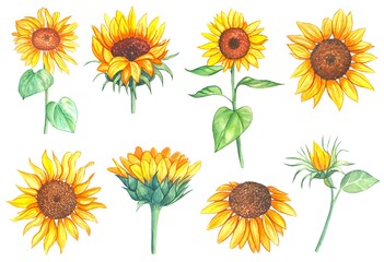 Sunflowers isolated on white background. watercolor illustration