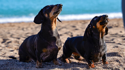 two beautiful black dachshunds are sitting on the beach by the sea, waiting for a command from their owners. Portraits