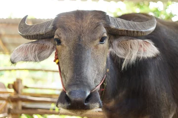 Foto op Aluminium Thai buffalo in a wooden stall © buraratn