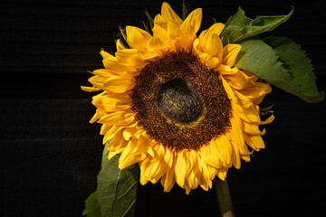 Kwiat słonecznika na tle czarnych desek z miejscem na tekst.