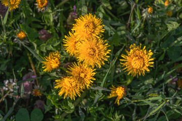 Yellow dandelions in the green grass on a sunny morning. Dandelion in the grass. Spring Greens. Spring mood. Close-up. Selective focus.