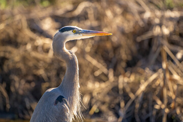 Close up of Great blue heron. Wildlife photography.	