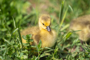 Canadian Goslings on the grass.