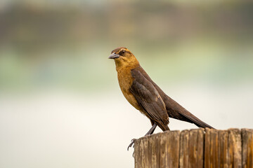 Great-tailed Grackle (female) sits on a tree stump. 
