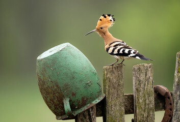 Eurasian hoopoe bird close up ( Upupa epops ) © Piotr Krzeslak