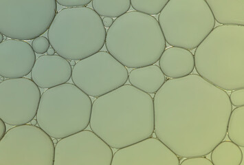 Fototapeta premium Abstract water and oil and bubble on pale green greadient background.