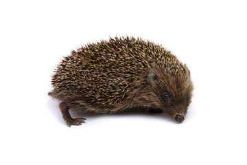 Hedgehog  isolated on white