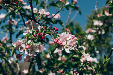 Blooming apple tree with pink flowers and fresh green leaves against blue sky on sunny day during spring. Close-up macro in nature outdoors.