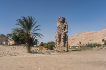 Giant sculpture of the colossus Memnon. A huge dilapidated statue of a seated pharaoh against a background of blue sky and a sand dune. A palm tree grows nearby. Egypt