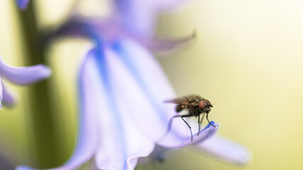 Fliege auf Hasenglöckchen