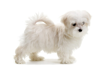 Puppy Maltese lapdog isolated on white