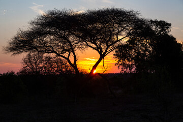 Yellow and red sunset behind camel thorn tree