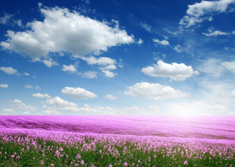 Fototapeta premium Spring flower field