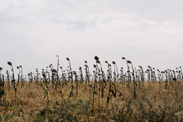 Field of dried sunflowers as surreal picture.